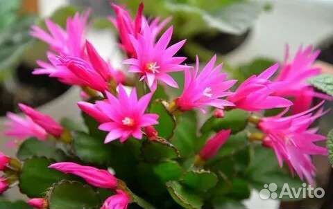 Рипсалидопсис