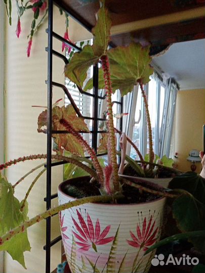 Бегония борщевиколистная