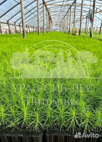 Голубая ель с зкс сеянцы