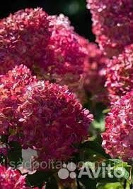 Гортензии Пиксио, Бонфайер.Мега эксклюзив,май 2023