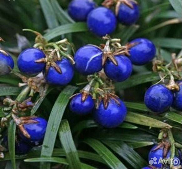 Офеопогон японский