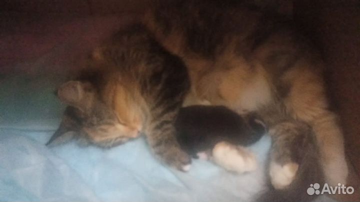 Котейка
