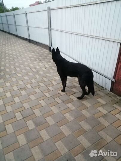 Вязка немец