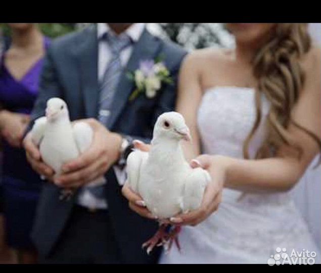 Голуби на любой праздник