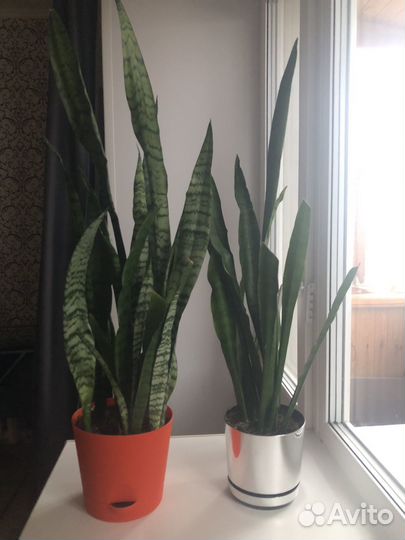 Цветы домашние: Сансевиерия/Щучий хвост