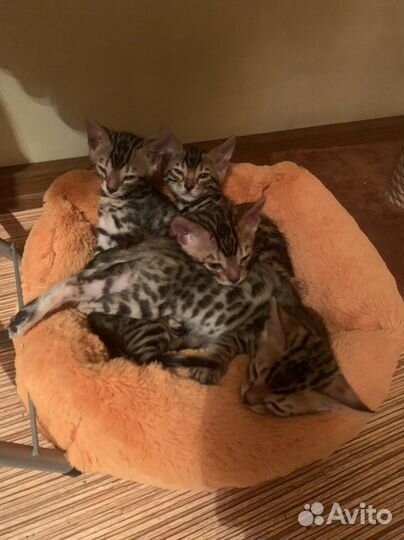 Бенгальский котёнок (кошка/кот)