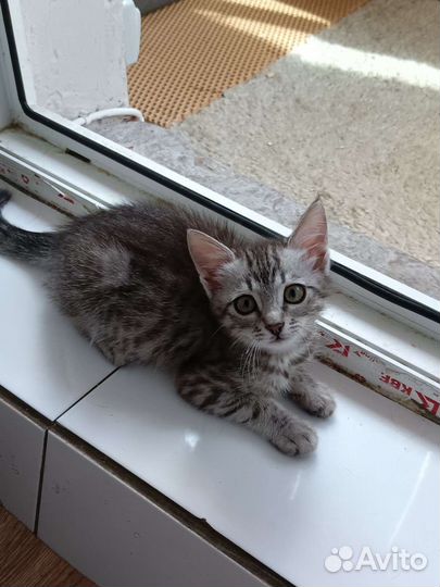 Кошка маленькое чудо в добрые руки