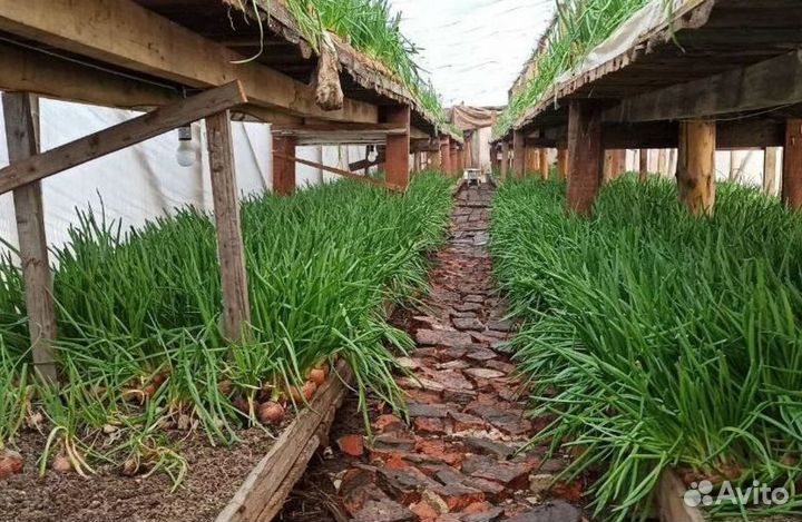 Готовый бизнес Луковая ферма с высоким оборотом