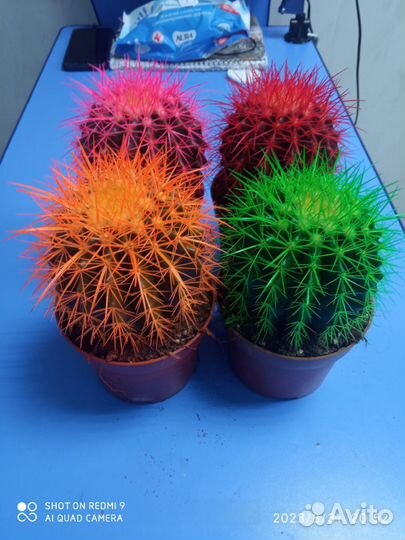 Разноцветные Кактусы