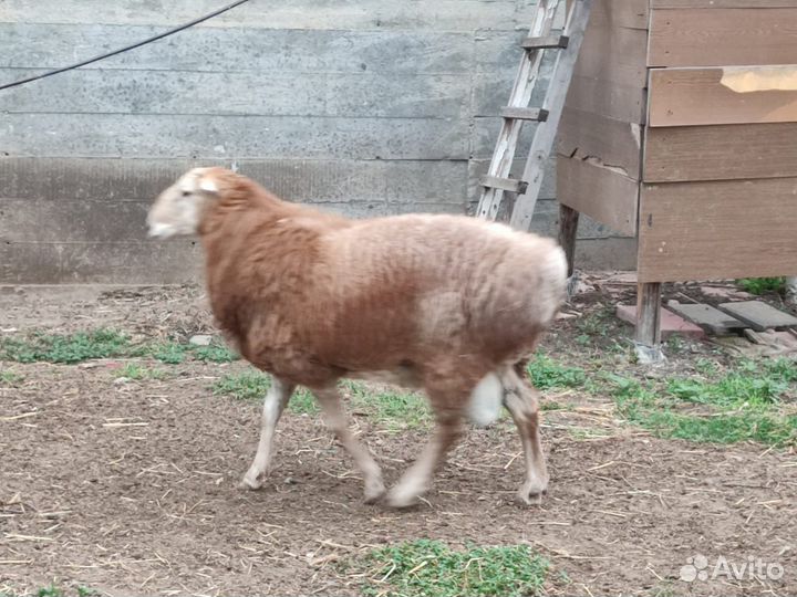 Эдильбаевский баран