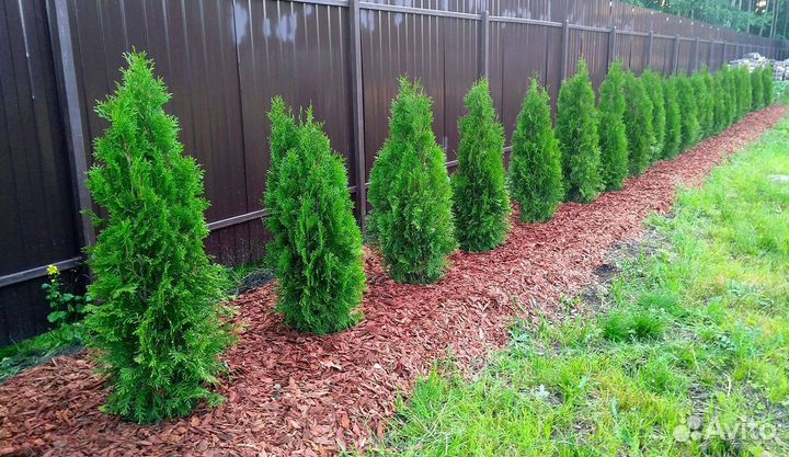 Туя для изгороди