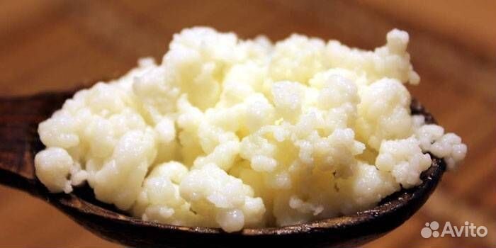 Кефирный тибетский молочный гриб