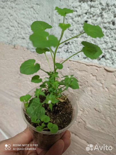 Кампанула, гиппеаструм