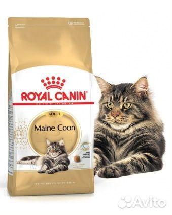 Royal canin maine coon