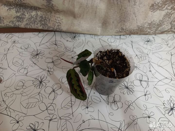 Маранта триколор