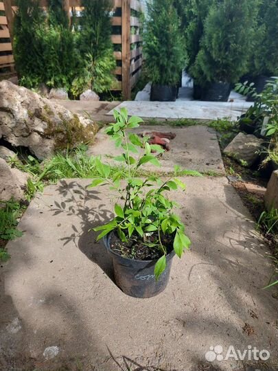 Бересклет крылатый Компактус 15-20см