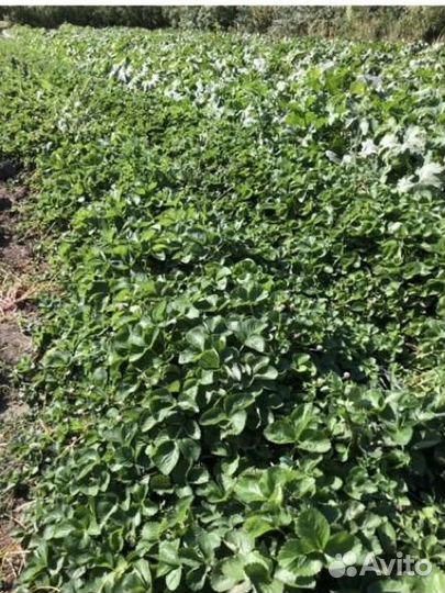 Рассада клубники априка