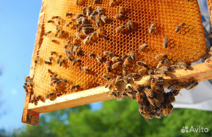 Мёд натуральный с Алтая опт