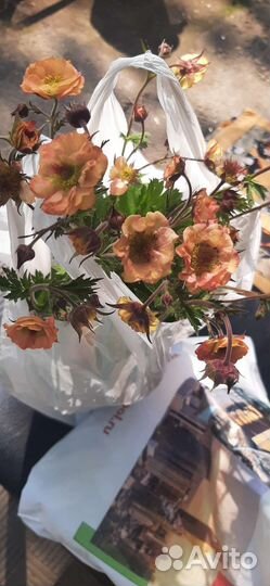 Гравилат май тай