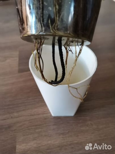 Ктенанте Е-Моррен/ Ctenanthe E-Morren