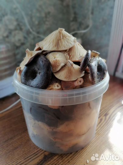 Грибы грузди свежие