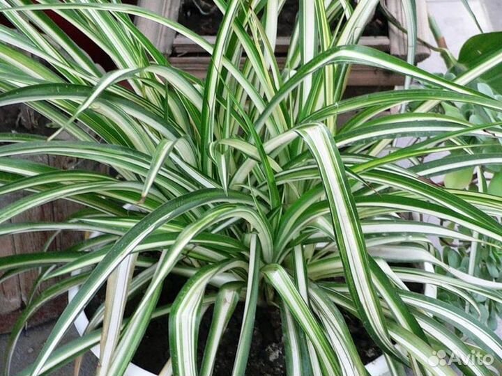 Хлорофитум. Горшок