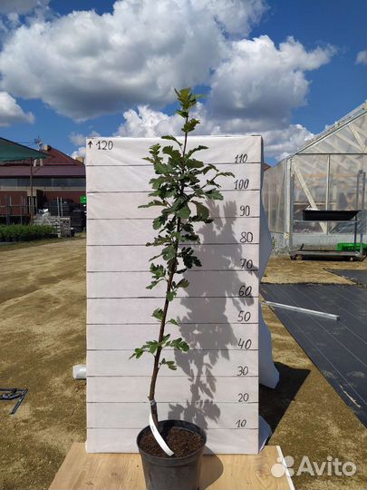 Рябина декоративная