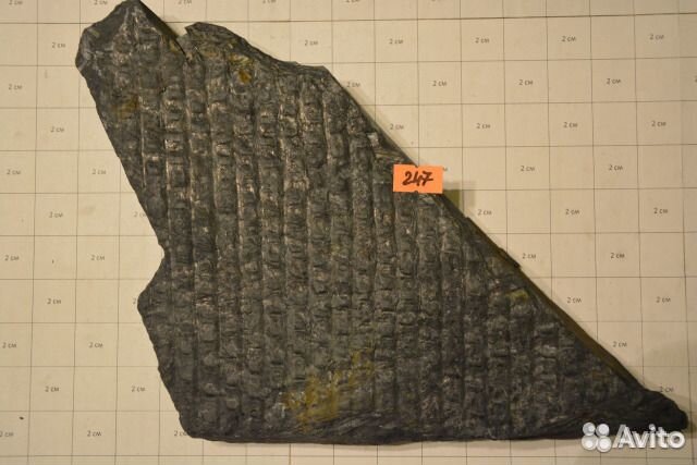 Сигиллярия Sigillaria sp. и Каламиты Calamites sp