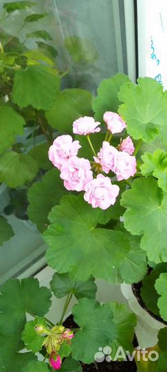 Пеларгония герань