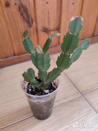 Декабрист шлюмбергера