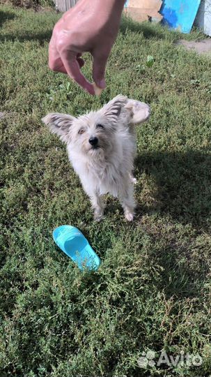 Собака в добрые руки отдам бесплатно