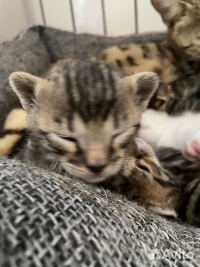 Котята бенгалы