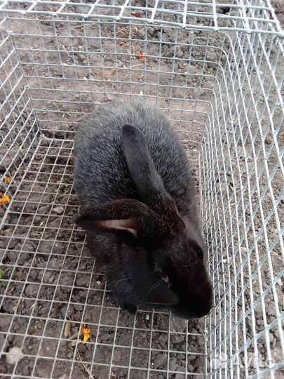 Продаю кроликов