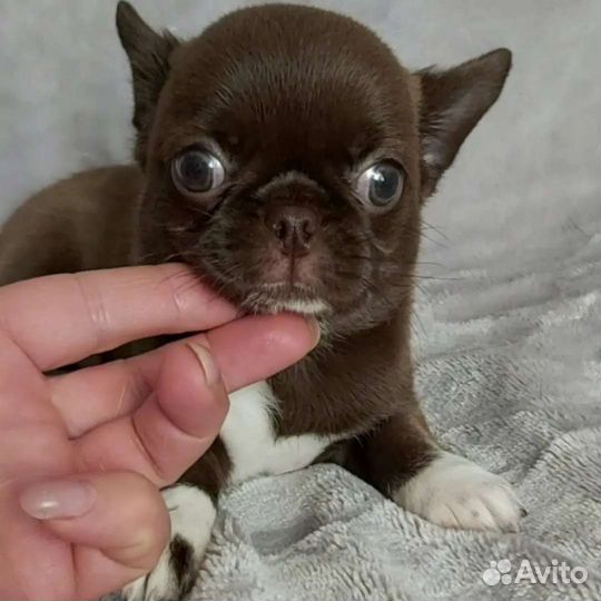 Шоколадный мачо