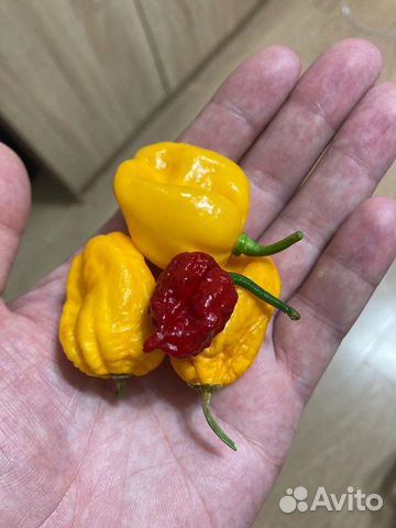 Семена супер острых перцев