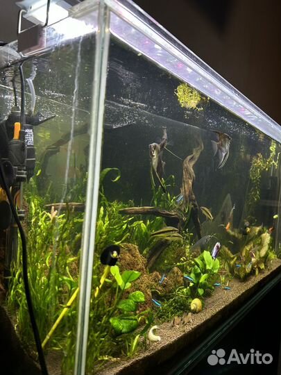 Аквариум с рыбками