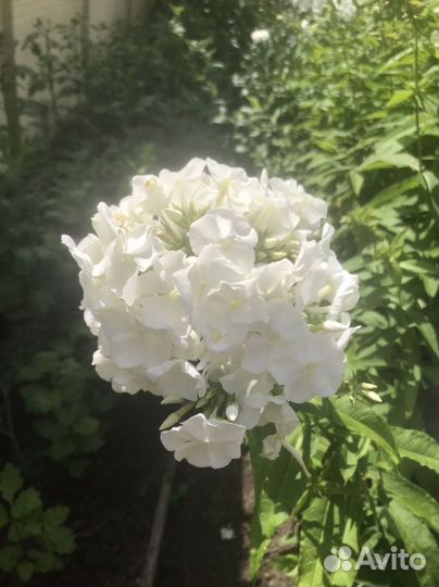 Многолетние цветы