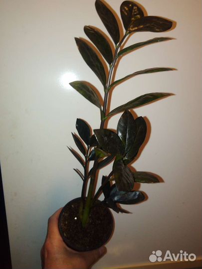 Замиокулькас черный raven