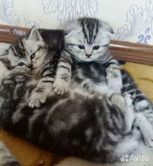 Шотландские котята