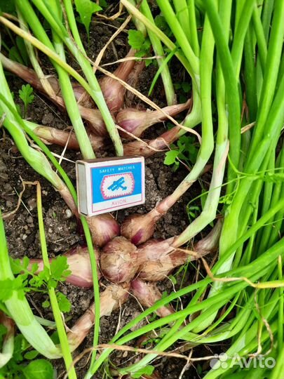 Лук семейный