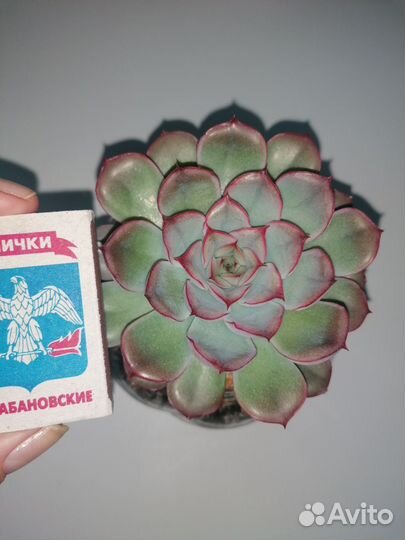 Суккуленты