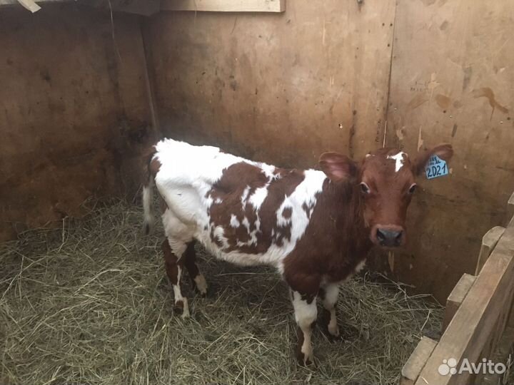 Бычки и быки