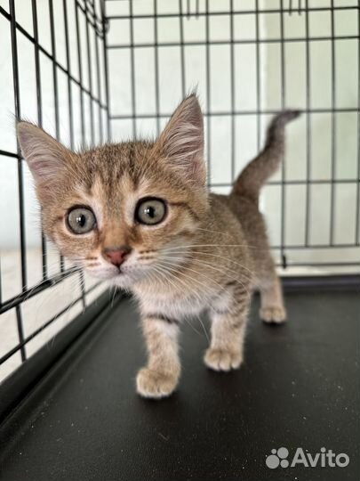 Котенок девочка 2,5 мес