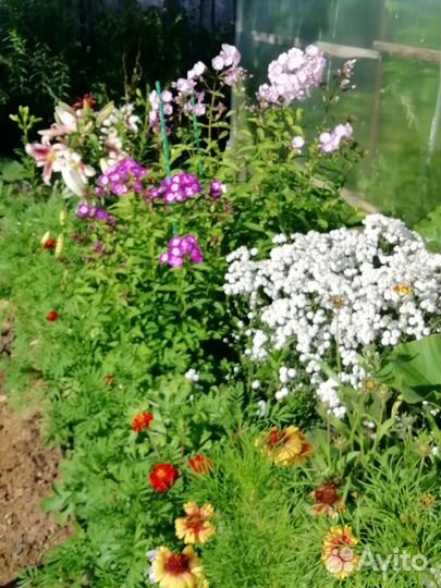 Флоксы многолетние