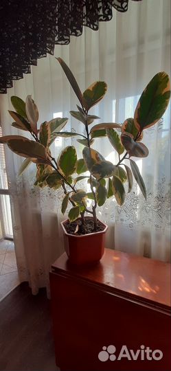 Замиокулькас, фикус, спатифиллум