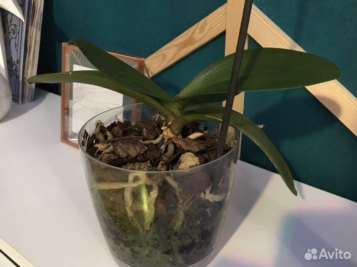 Орхидея фаленопсис