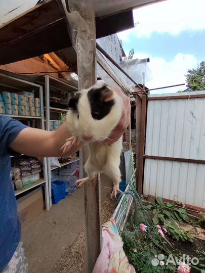 Морская свинка