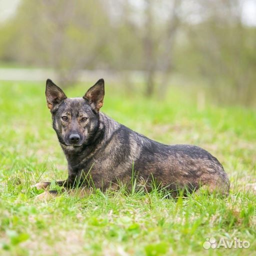 Гренка ищет дом