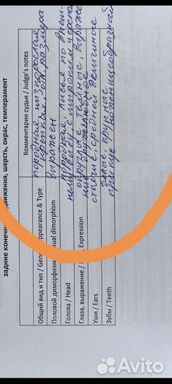 Девочка РКФ