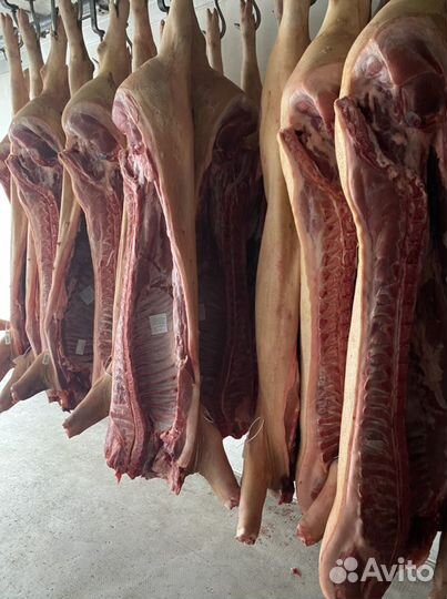 Свинина в полутушах охл